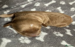 Goldendoodle dogs for sale: Miniature F1B Goldendoodle puppies - Image 3