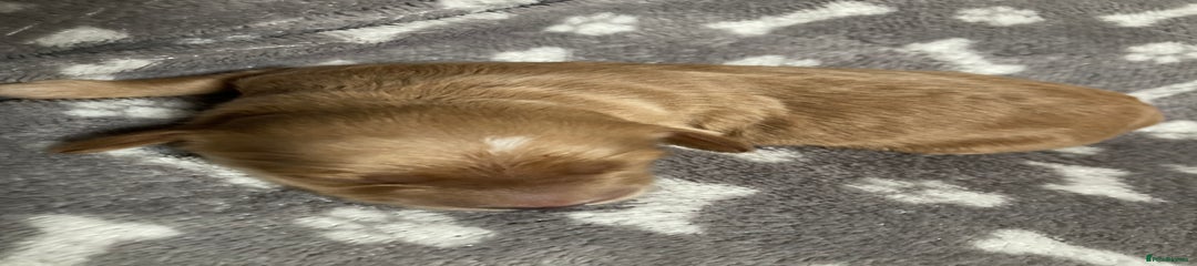 Goldendoodle Puppy 4