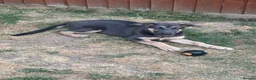 German Shepherd dogs for sale: RARE BLUE GERMAN SHEPHERD PUPPY LASY ONE KC - Advert 4