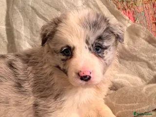 Border Collie dogs HEALTH TESTED CLEAR PARENTS BORDER COLLIE PUPS - Advert 5