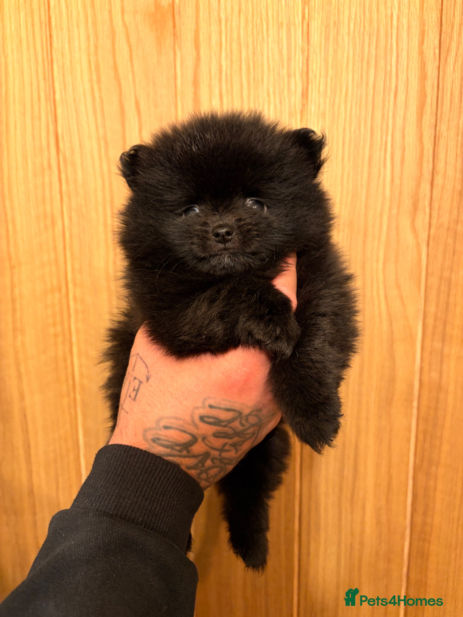 Pomeranian dogs (REDUCED) ready in 2weeks Beautiful mini Pom bears - Advert 20
