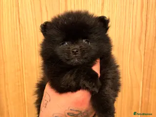 Pomeranian dogs (REDUCED) ready in 2weeks Beautiful mini Pom bears - Advert 20