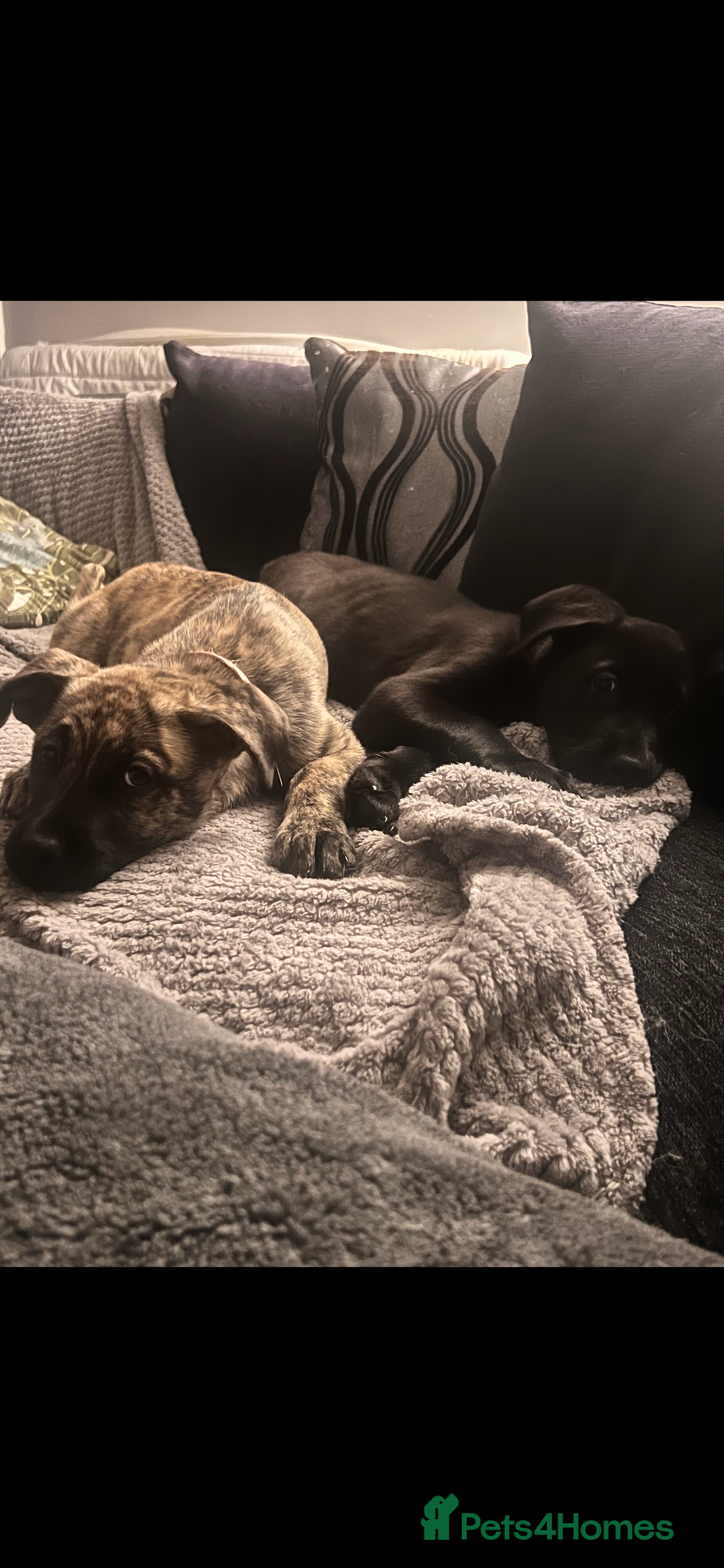 Mixed Breed dogs for sale: Zena Husky/canecorso mix🩷 - Image 5