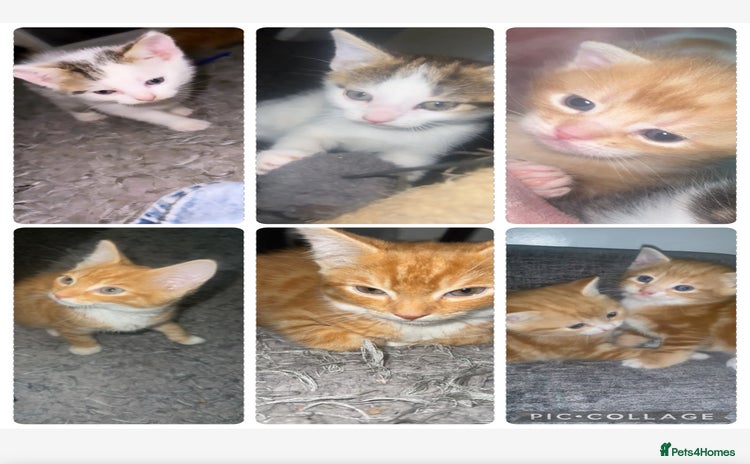 Mixed Breed cats - Advert 11