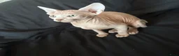 Sphynx cats for sale: Beautiful Sphynx Boy 😊 - Advert 11