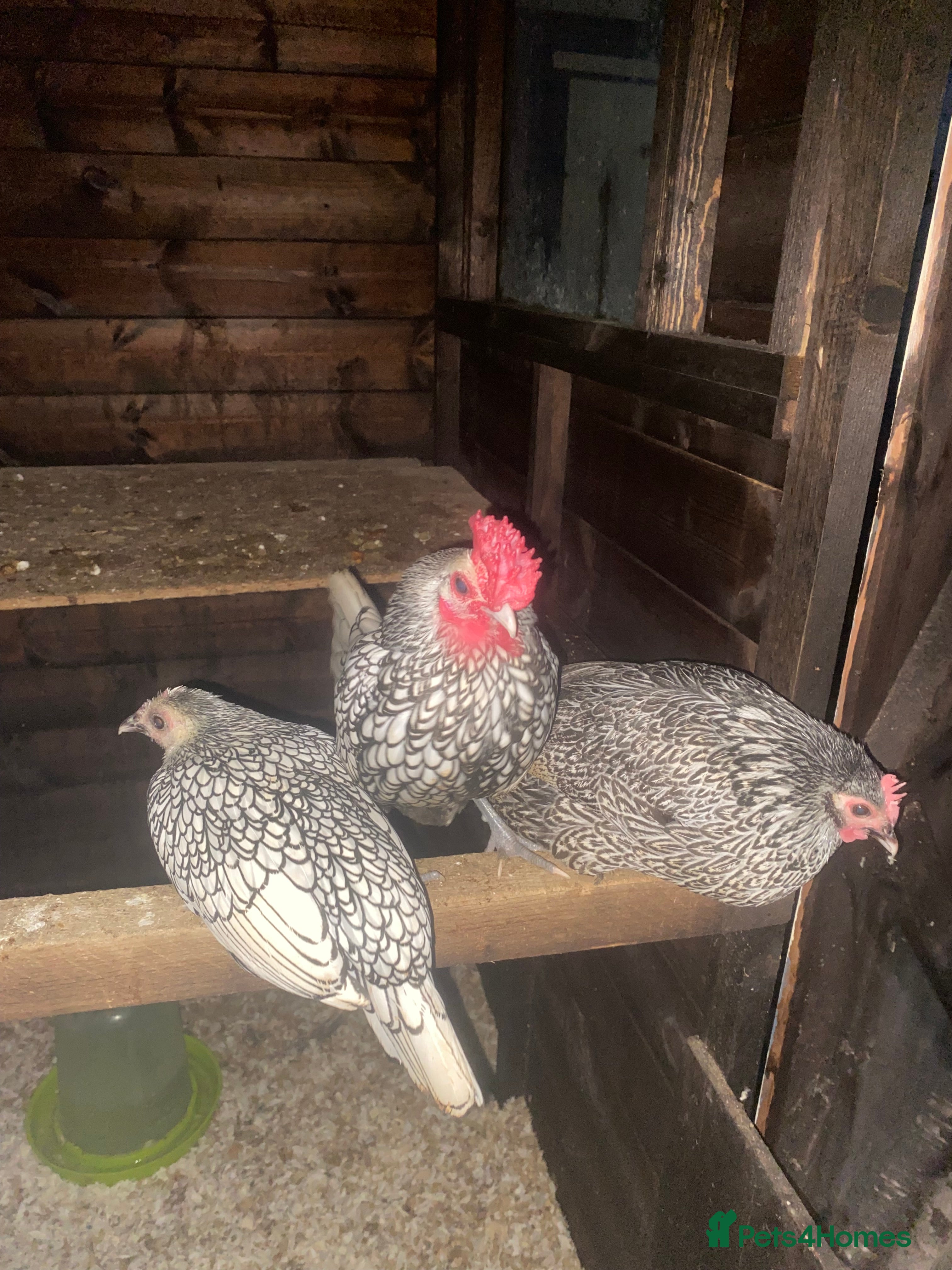 Chickens poultry Sebrights, chicks. Incubators, candler, heat plate - Advert 16