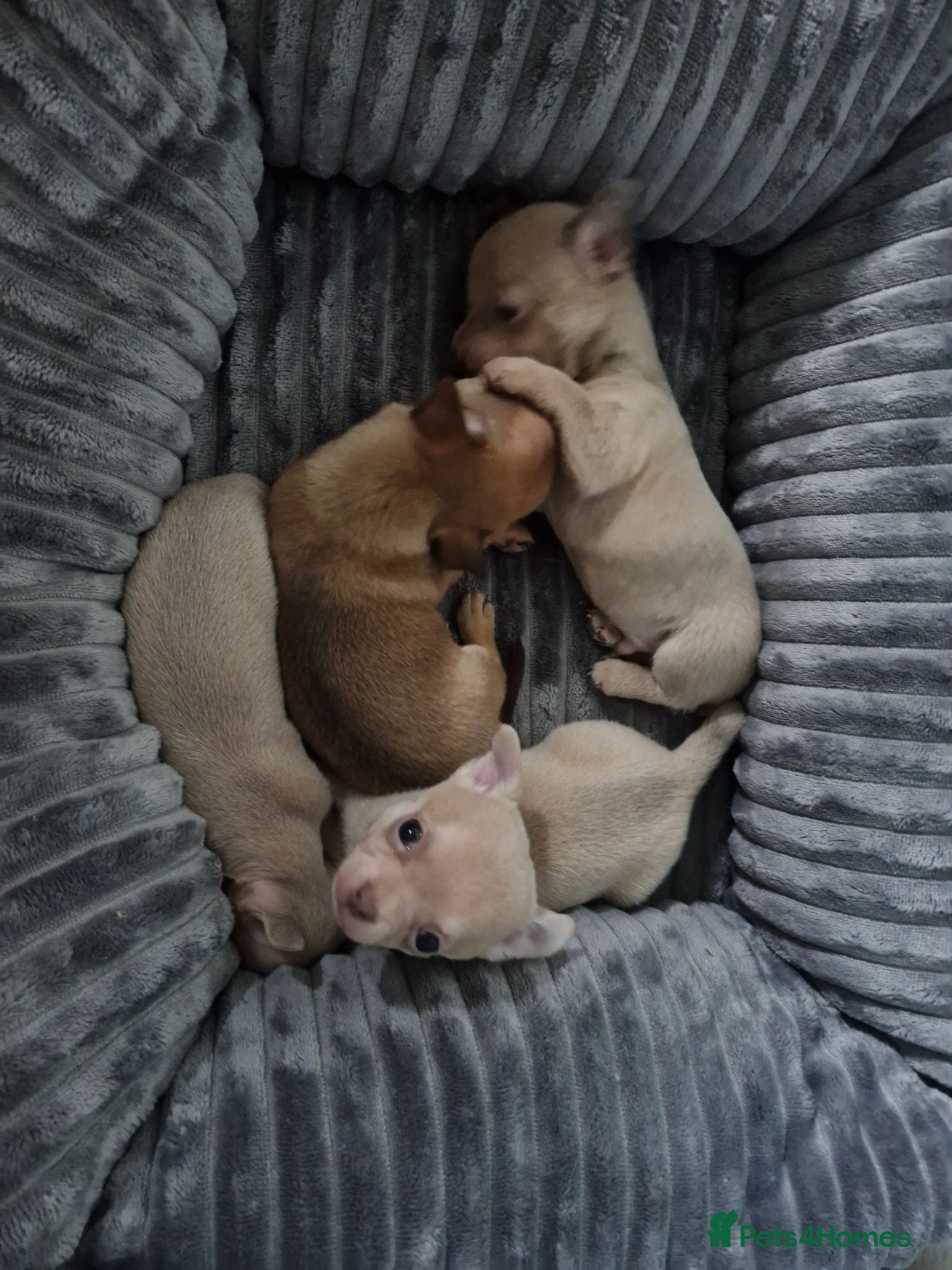Chihuahua dogs Tiny chihuahuas 😌 - Advert 16