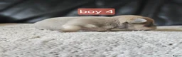 Chihuahua dogs for sale: 5 chiuaua baby boys - Advert 19