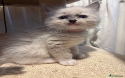 Ragdoll cats for sale: Beautiful purebred Ragdoll kittens - Image 13