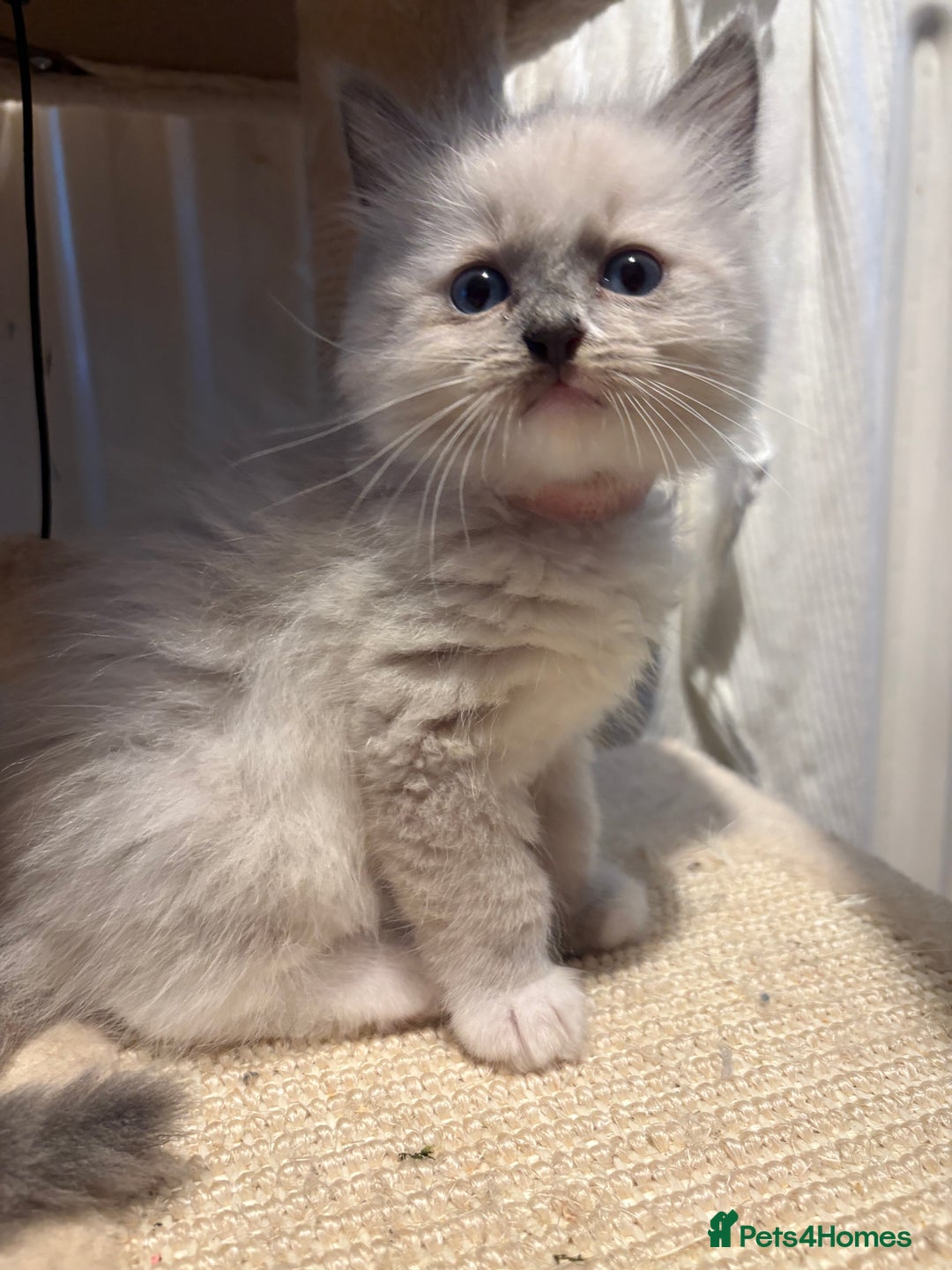 Ragdoll cats for sale: Beautiful purebred Ragdoll kittens - Image 13