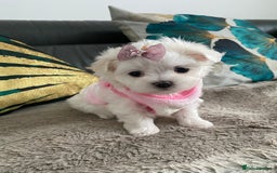 Maltese dogs for sale: 🌟KC STUNNING half-Korean Maltese puppies 🌟 - Image 6