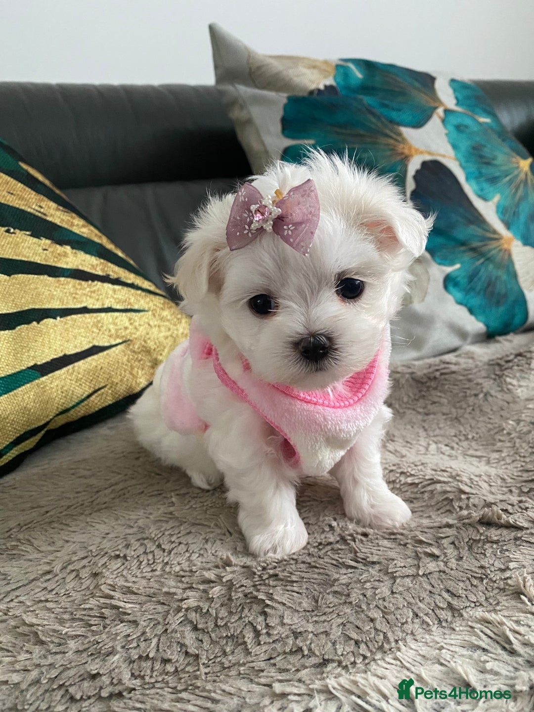 Maltese dogs for sale: 🌟KC STUNNING half-Korean Maltese puppies 🌟 - Image 6