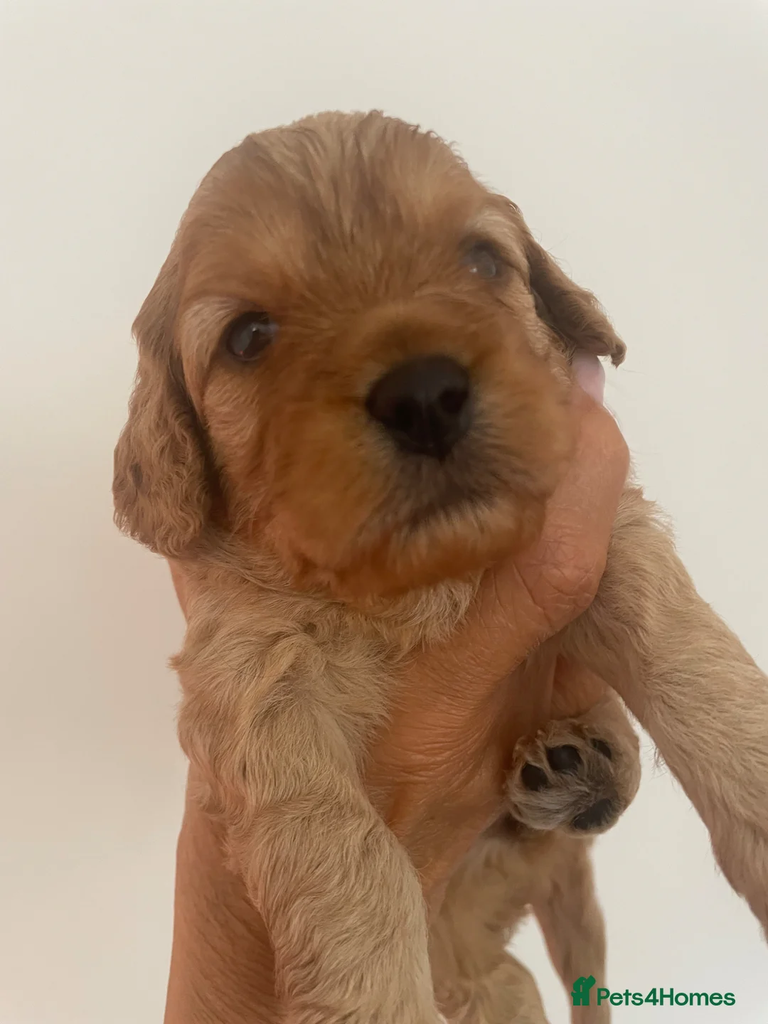 Cavapoo dogs for sale: Cavapoo pups - Advert 2