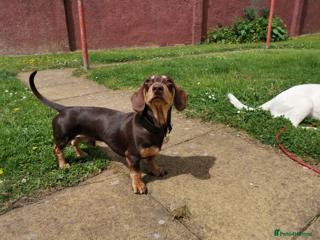 Dachshund dogs for stud: Harley (kleinartemis apollo) kc name  in Glasgow - Advert 4