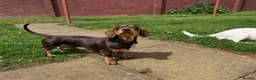 Dachshund dogs for stud: Harley (kleinartemis apollo) kc name  in Glasgow - Advert 4