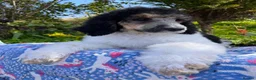 Standard Poodle dogs for sale: Standard poodle Fully vac Ready Now 1BOY LEFT  - Advert 15