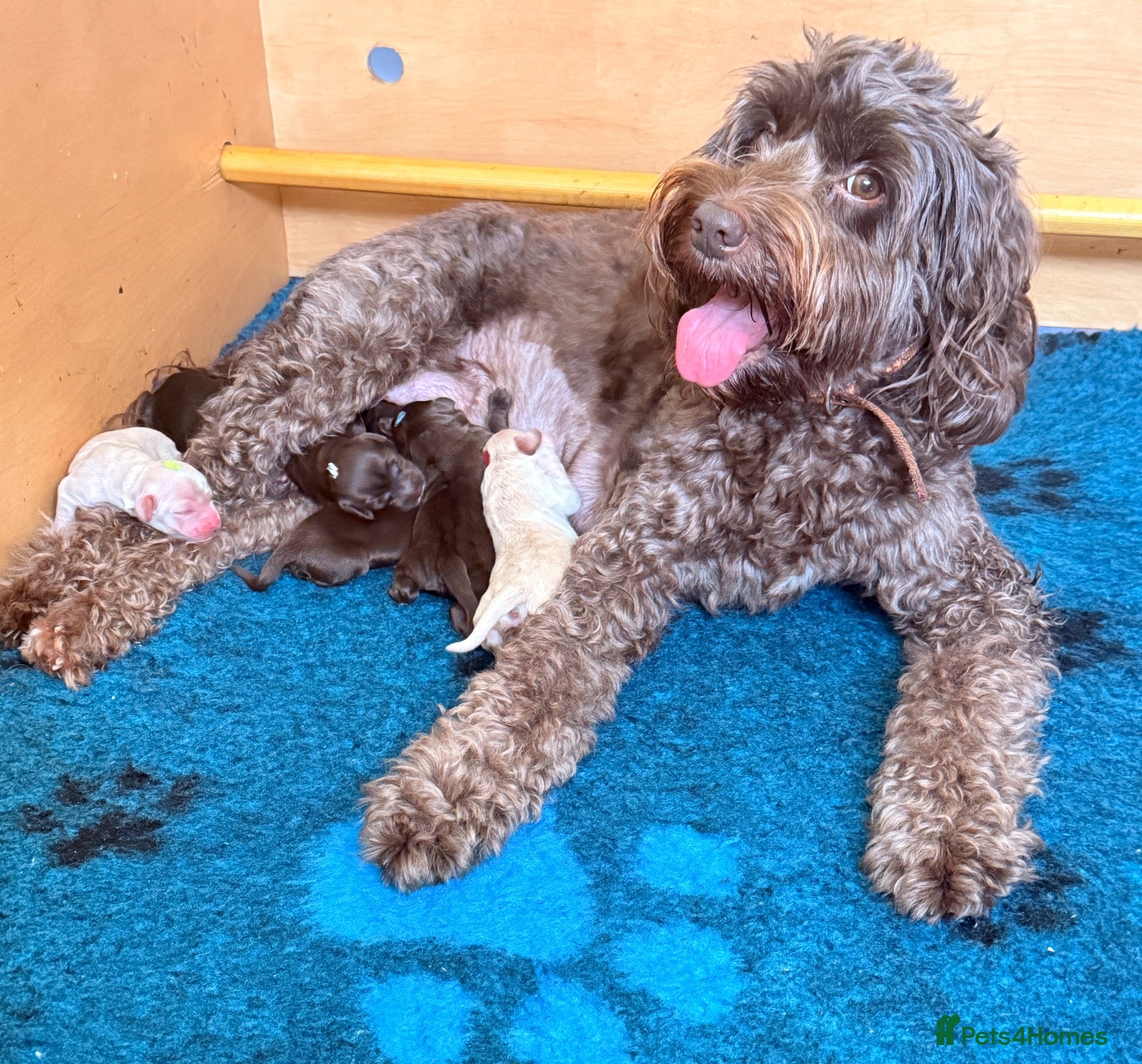 Australian Labradoodle dogs     🐾 Adorable Australian Labradoodle Puppies  - Advert 1