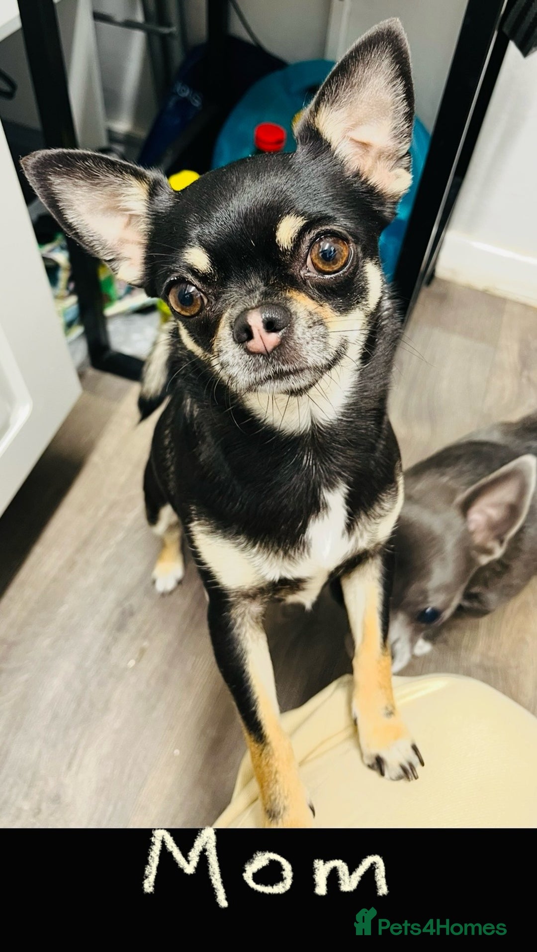 Chihuahua dogs for sale: Pure bred Chihuahua puppies - Image 34