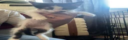 Mixed Breed cats for sale: Female kitten  in Stroud - Advert 2
