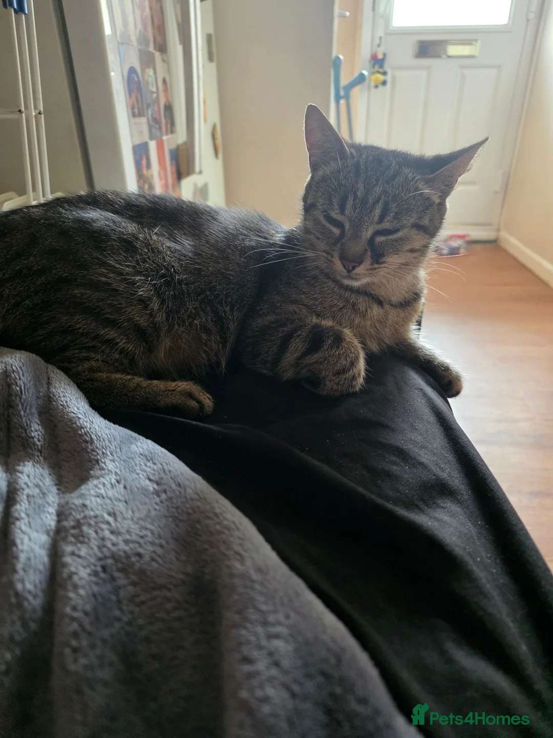 Mixed Breed cats for sale: Black kitten - Advert 1