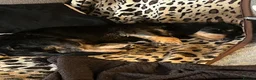 Dachshund dogs for sale: 1 year old female dachshund  in Loughborough - Advert 3