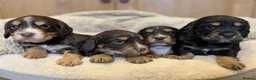 Cocker Spaniel dogs for sale: Beautiful Working type Cocker Spaniel Puppies - Advert 6