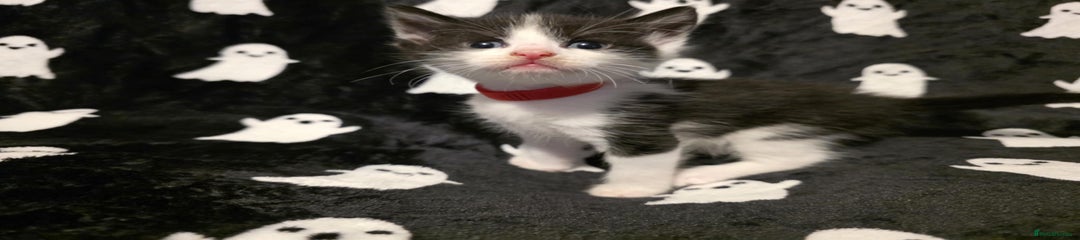 Mixed Breed Kitten 5