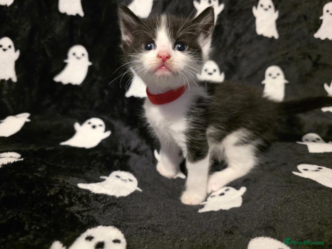Mixed Breed cats for sale: Kittens for sale  - Image 5