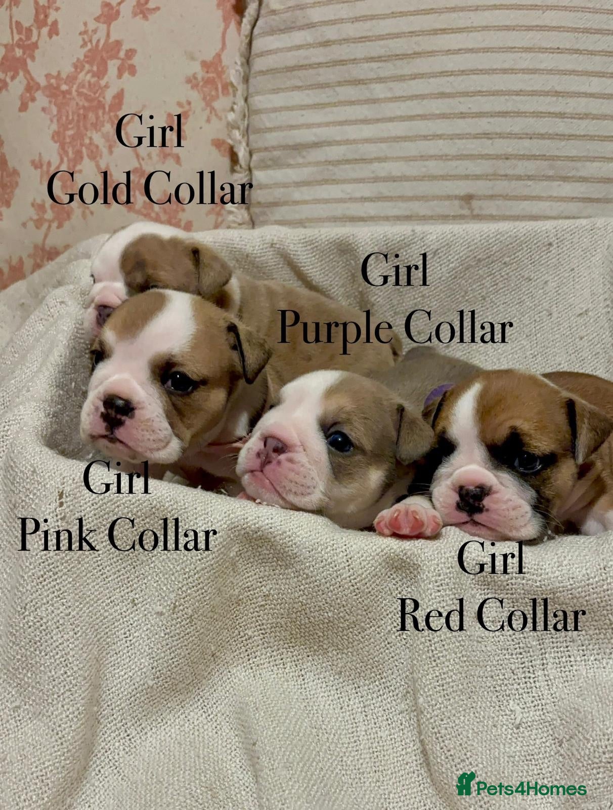 English Bulldog dogs BEAUTIFUL CHUNKY ENGLISH BULLDOG PUPPIES! ❤️ - Advert 5