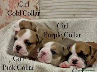 English Bulldog dogs BEAUTIFUL CHUNKY ENGLISH BULLDOG PUPPIES! ❤️ - Advert 5