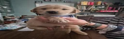 Golden Retriever dogs for sale: KC Registered Golden Retriever puppies - Advert 15