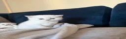 Scottish Fold cats for sale: Silver chinchilla Scottish folds  - Advert 2