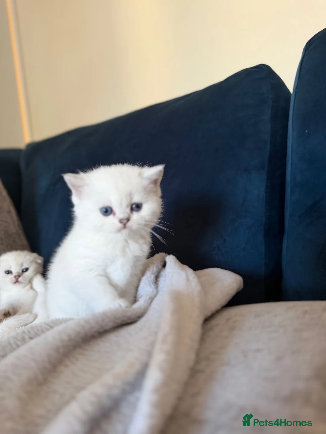 Scottish Fold cats for sale: Silver chinchilla Scottish folds  - Advert 2
