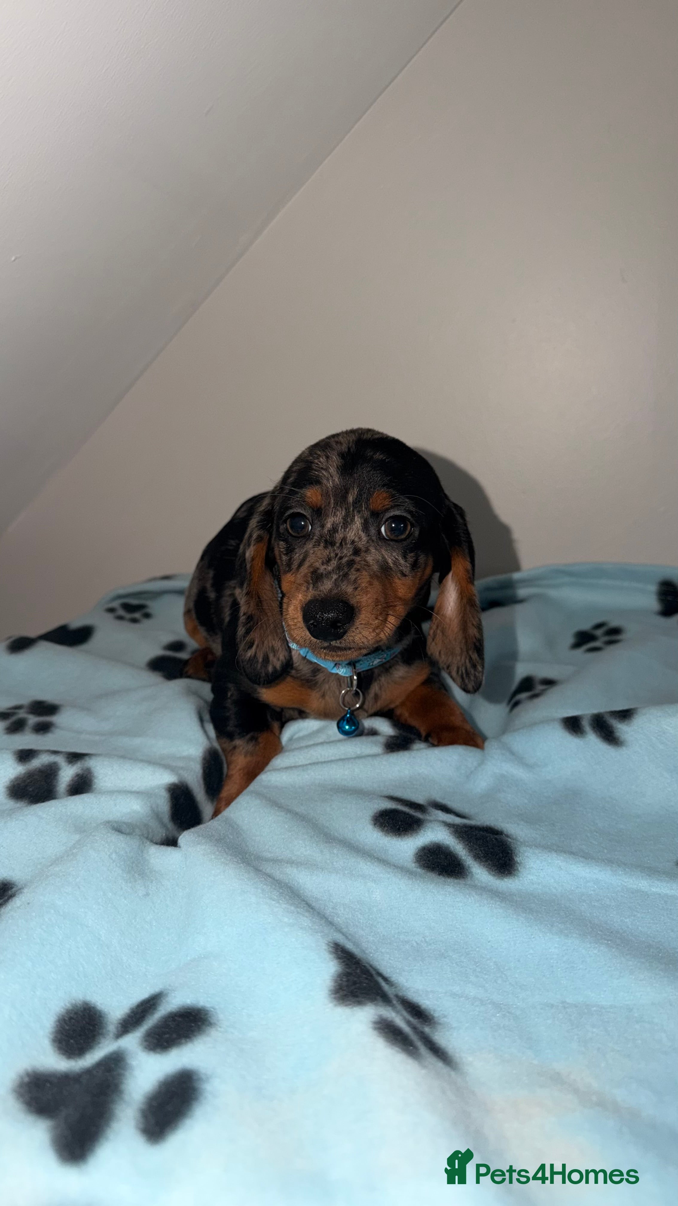 Miniature Dachshund dogs Dachshund Puppies Ready To Leave  - Advert 11