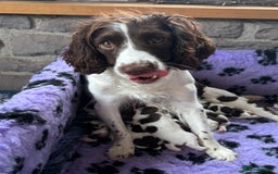 English Springer Spaniel dogs for sale: KC Springer Spaniel puppies 3 x girls available  in Hereford - Image 3