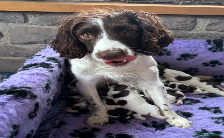 English Springer Spaniel dogs in Hereford - Advert 4