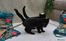 Mixed Breed cats for sale: Gorgeous Maine-Coon/Ragdoll/Bombay Mix Kittens!!! - Image 10