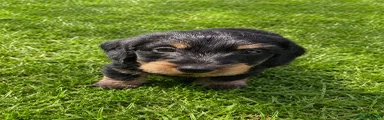 Dachshund Puppy 1