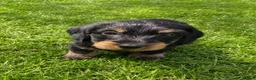Dachshund dogs for sale: KC Mini Dachshunds. LAFORA/PRA (Cord1) Clear - Advert 4