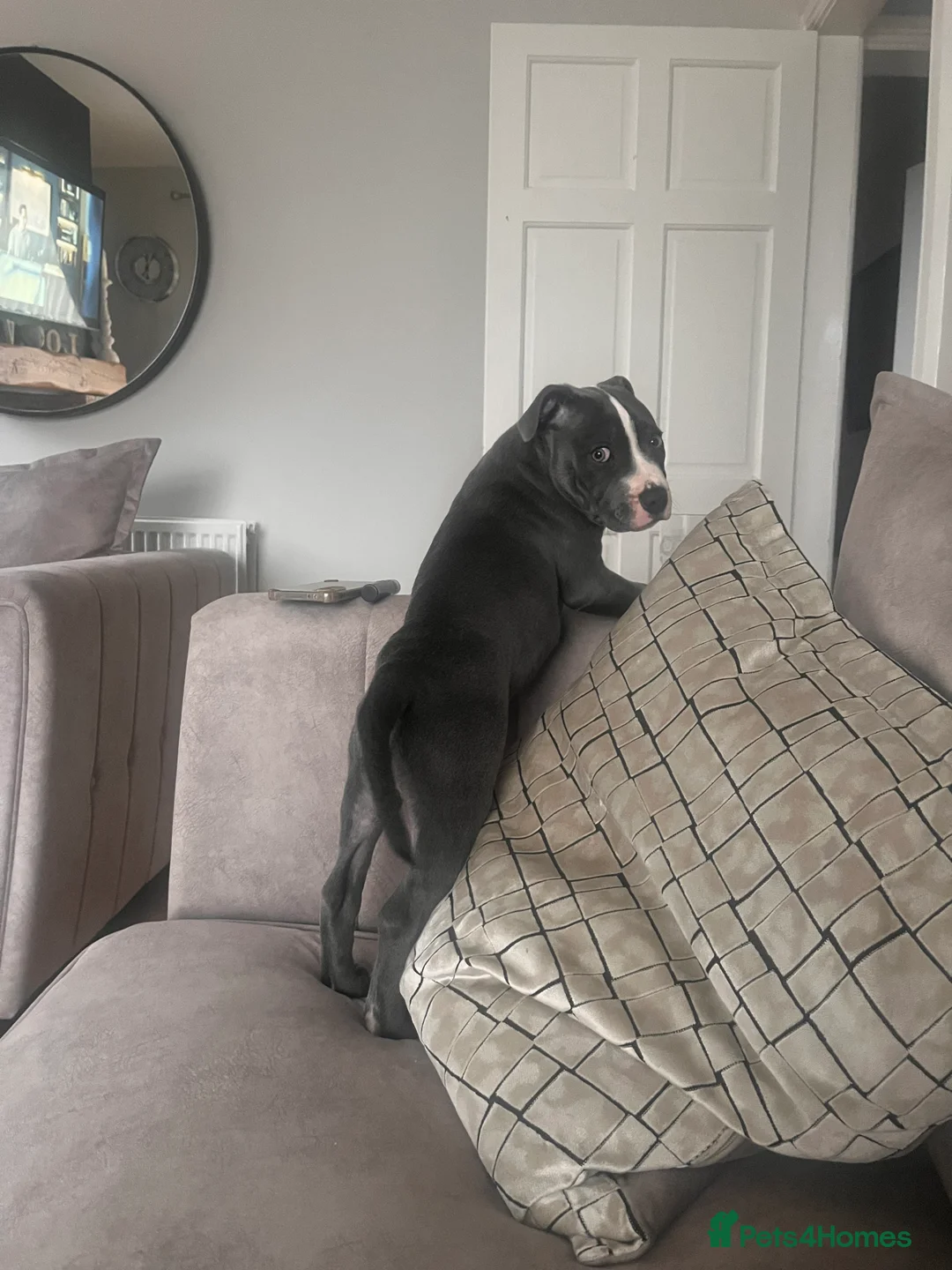 Staffordshire Bull Terrier dogs for sale: Blue Boy Staffy for Sale - Advert 5
