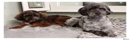 Cockapoo dogs for sale: 7 F2 cockapoo puppies only 6 available - Advert 25