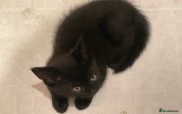 British Shorthair cats for sale: British shorthair beautiful kittens  - Image 1