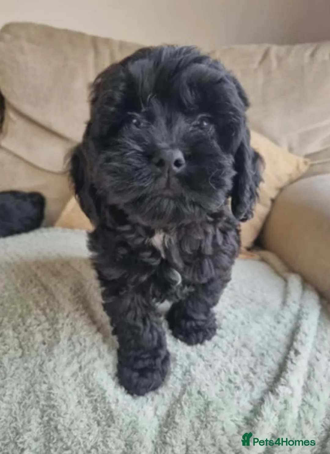 Cavapoo dogs for sale: Fully health checked cavapoo puppies - Advert 2
