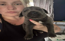 Cane Corso dogs for sale: Beautiful cane corso puppies  - Image 14