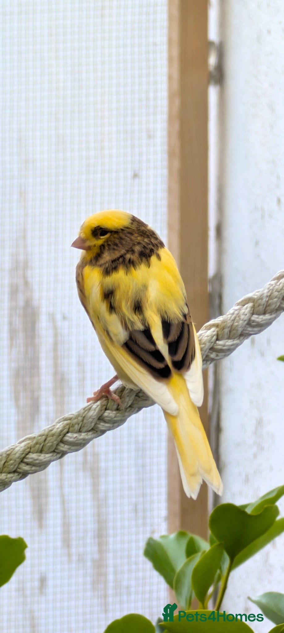 Canaries birds Gloster x Mosaic 1x Male 2x female - Advert 6