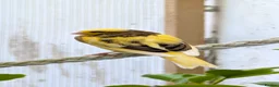 Canaries birds for sale: Gloster x Mosaic 1x Male 2x female in Falmouth - Advert 1