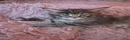 Maine Coon cats for sale: Amazing mainecoons. - Advert 13