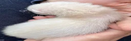 Ferret rodents for sale: 3 stunning gills - Advert 6