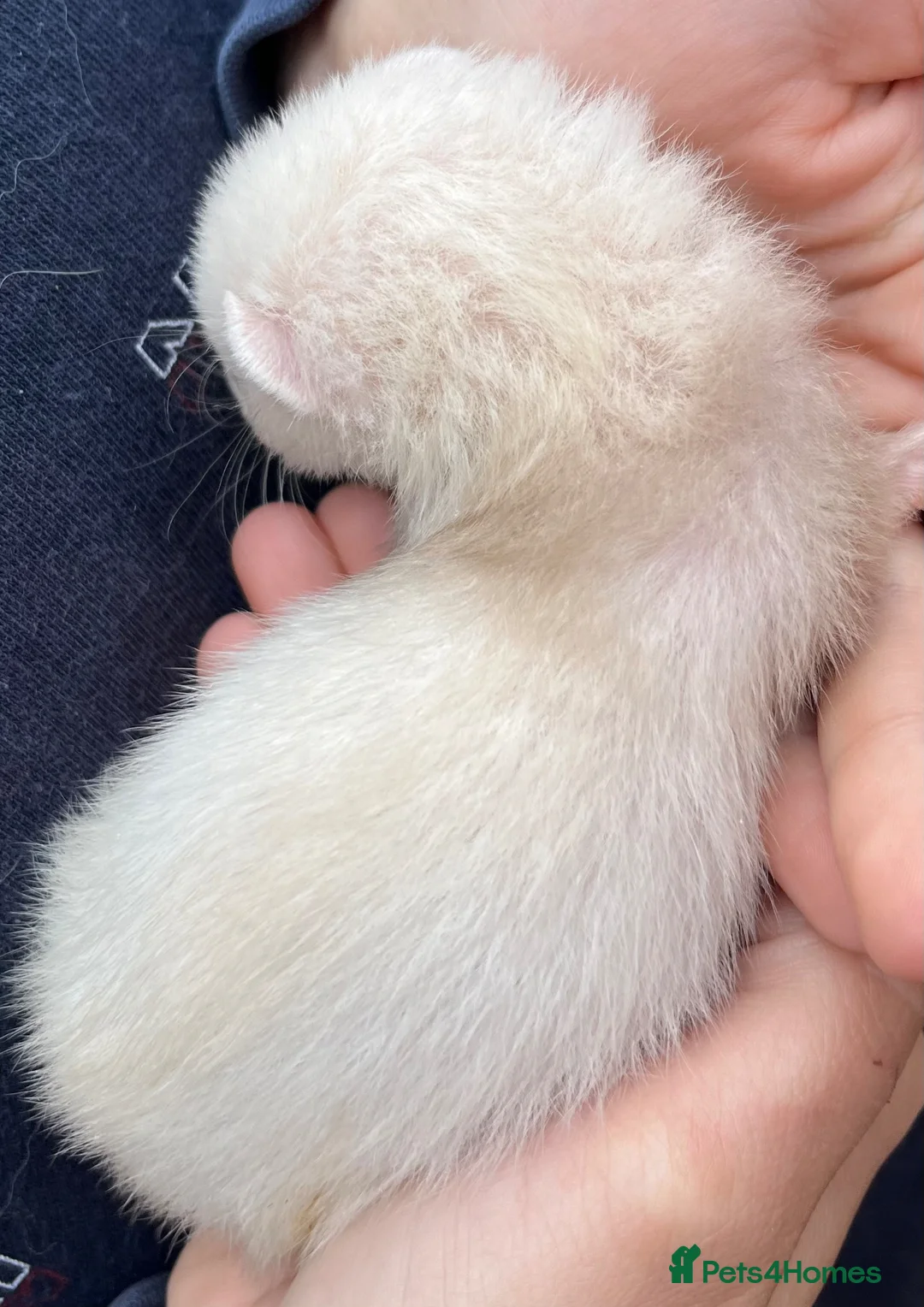 Ferret rodents for sale: 3 stunning gills - Advert 6