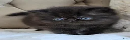 Persian cats for sale: Persian Kittens - Advert 18